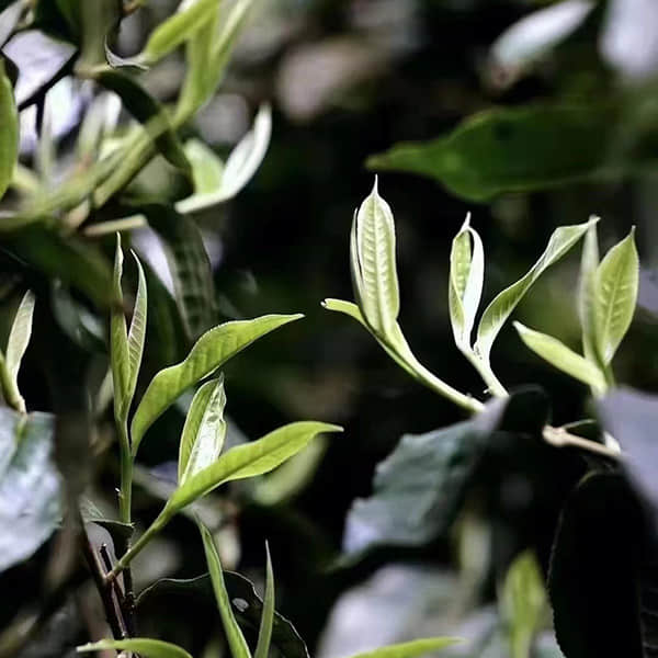Kunlushan Mountain Ancient Tree Black Tea 