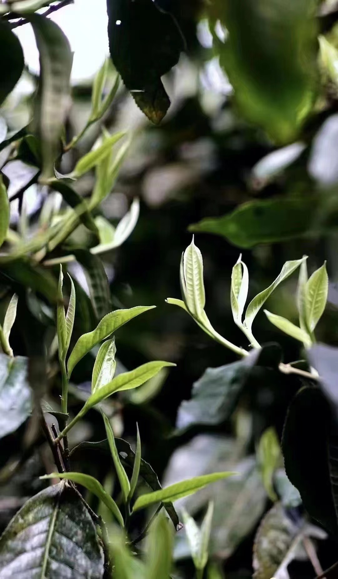 Kunlushan Mountain Ancient Tree Black Tea 