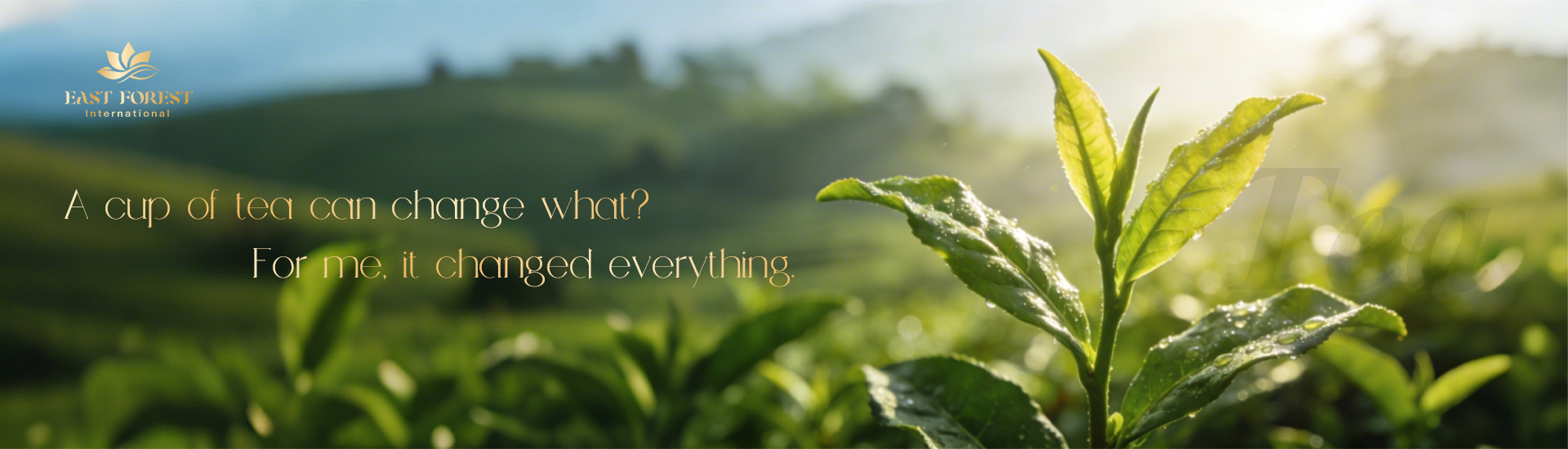 East Forest International