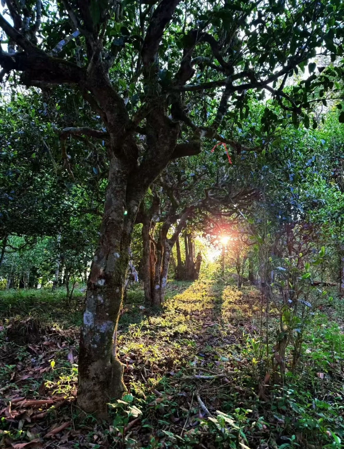 East Forest International Partnership Meeting with Global Distributors and Hospitality Brands