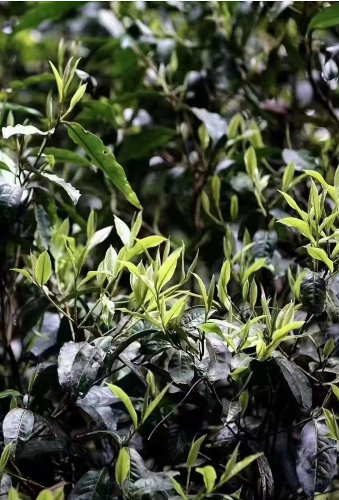 East Forest International Tea Journal - Insights on Tea and Mindful Living