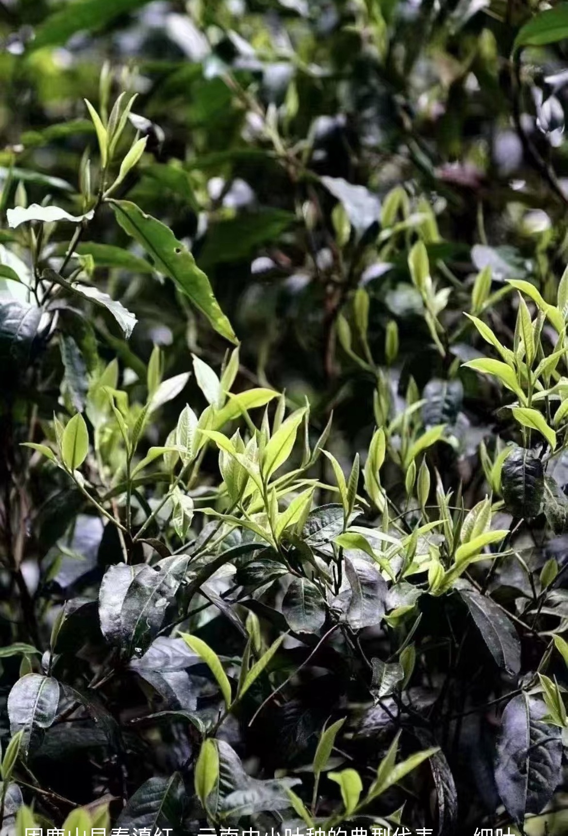 East Forest International® Ancient Tree Tea Harvest: Skilled Farmer Climbing to Pick Fresh Leaves in Xishuangbanna High-Altitude Garden