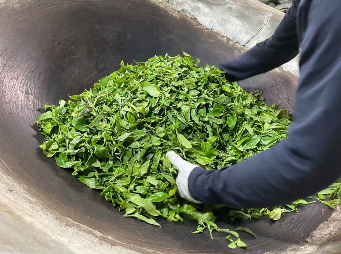 East Forest International® Ancient Tree Tea Harvest: Skilled Farmer Climbing to Pick Fresh Leaves in Xishuangbanna High-Altitude Garden