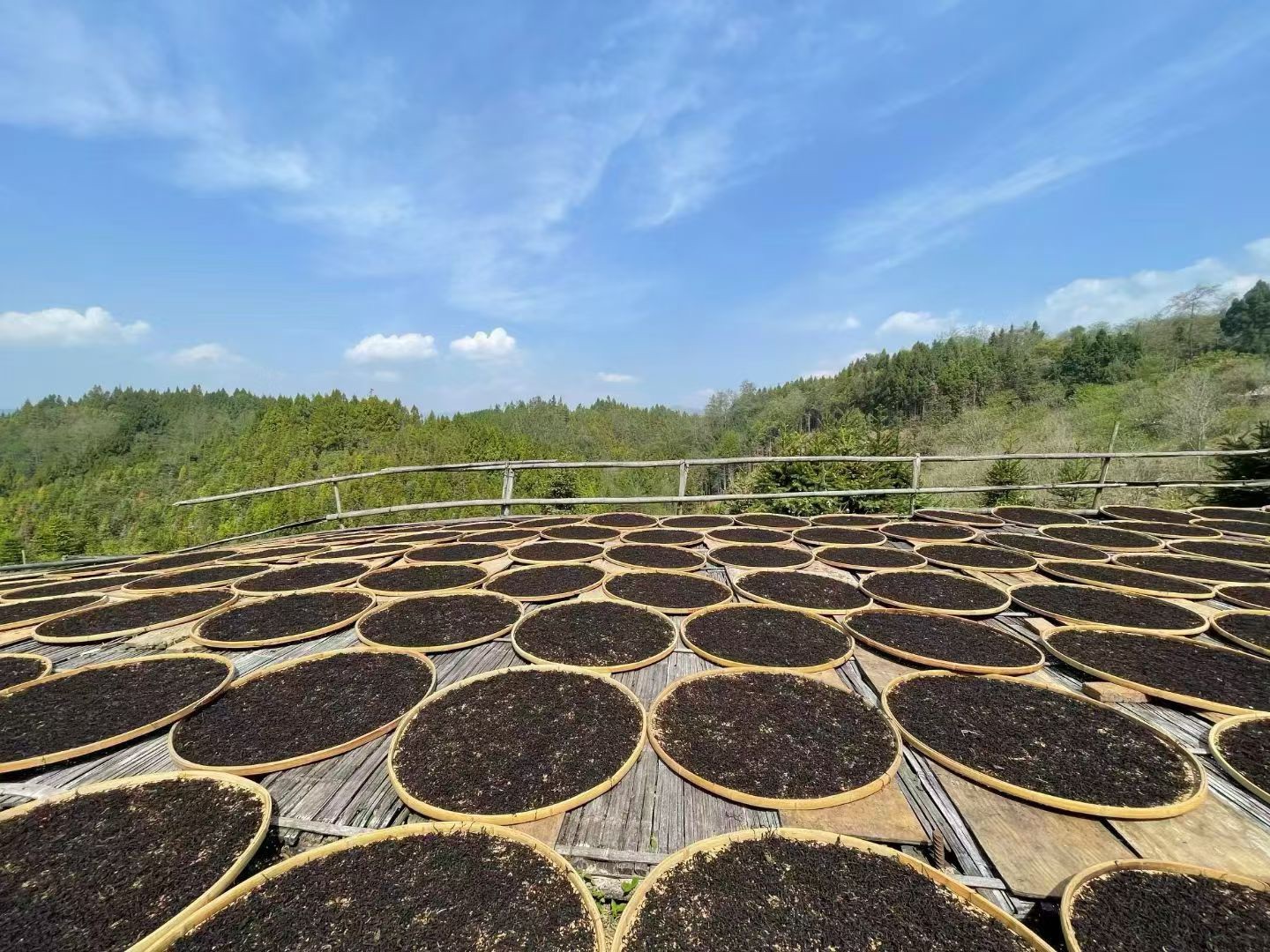 East Forest International® Ancient Tree Tea Harvest: Skilled Farmer Climbing to Pick Fresh Leaves in Xishuangbanna High-Altitude Garden