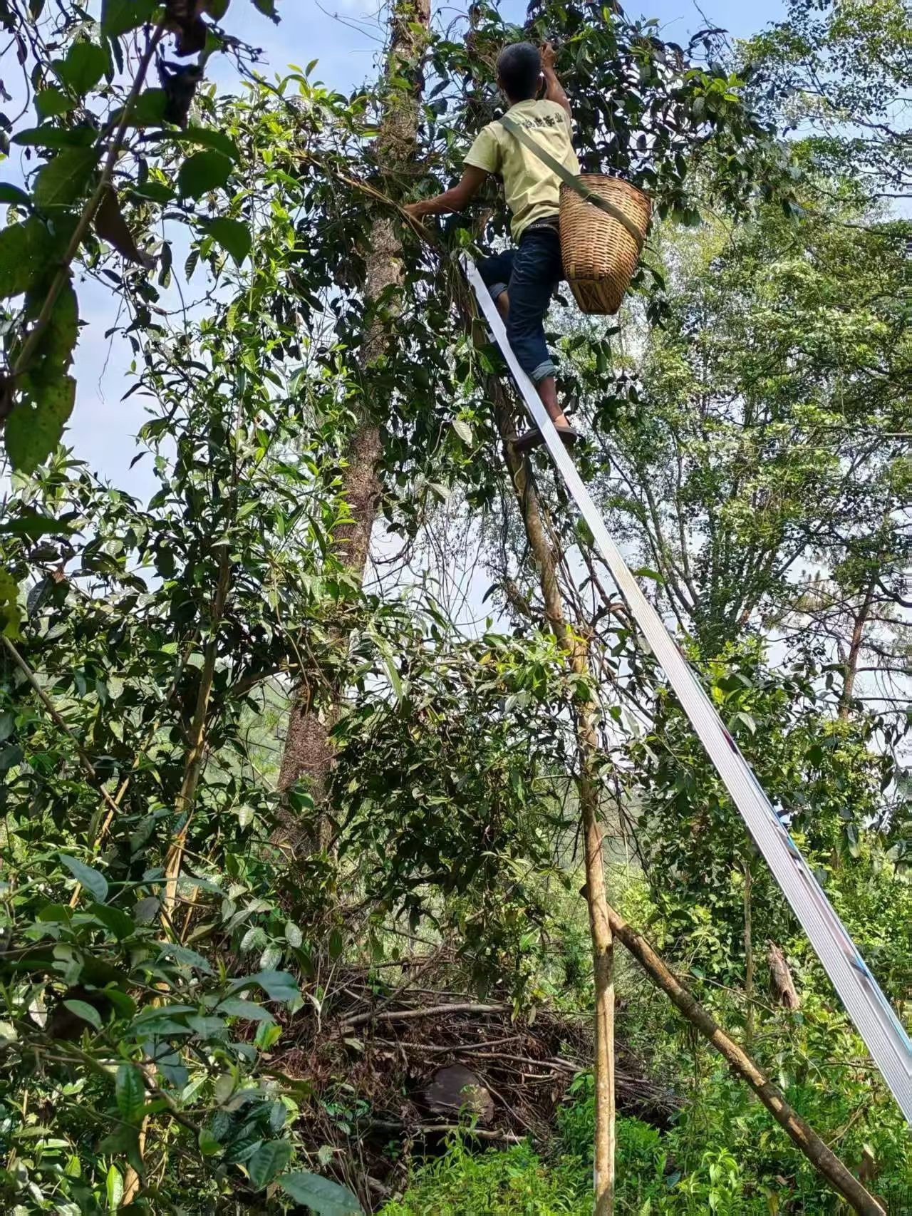 East Forest International® Ancient Tree Tea Harvest: Skilled Farmer Climbing to Pick Fresh Leaves in Xishuangbanna High-Altitude Garden